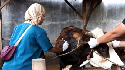 Capaian Vaksin PMK Lumajang Terendah di Jawa Timur, Ini Penyebabnya