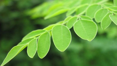 Manfaat Luar Biasa Daun Kelor untuk Kesehatan, Terkenal Ampuh Mengatasi Anemia, Begini Cara Benar Mengonsumsinya