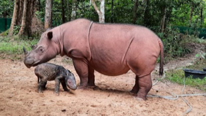 Badak Jawa dan Badak Sumatera Terancam Punah, Populasi Dibawah 100 Ekor
