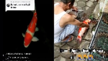 Viral Ikan Koi Kohaku Seharga Rp 10 Juta Dipotong oleh Sang Kakek, Pemilik Auto Ngambek