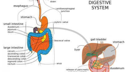 Menjaga Saluran Cerna Tetap Sehat Berdampak Pada Perkembangan Otak dan Otot Anak