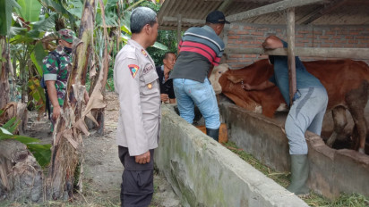 Cegah Penyebaran Virus PMK, Polres Langkat Gencar Vaksinasi Hewan Ternak Milik Warga