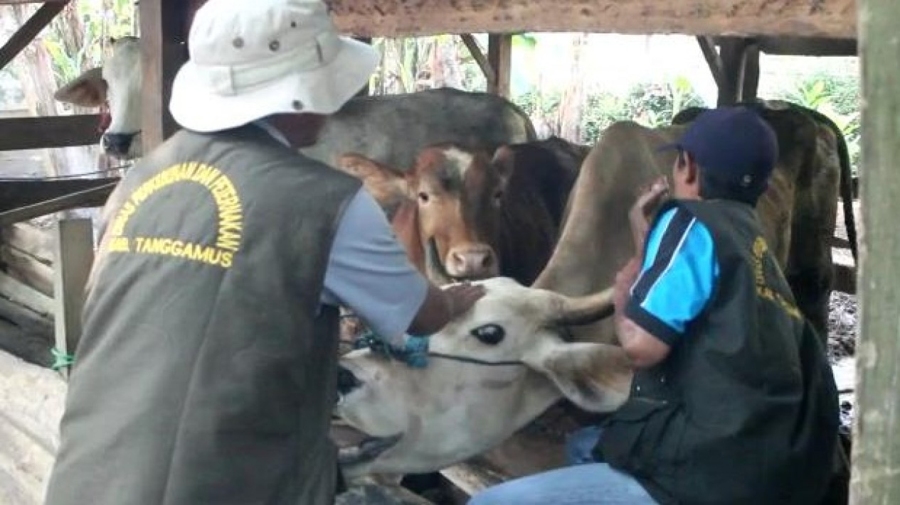 250 Hewan Ternak di Tanggamus Lampung Disuntik Vaksin PMK
            - galeri foto
