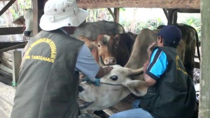 250 Hewan Ternak di Tanggamus Lampung Disuntik Vaksin PMK