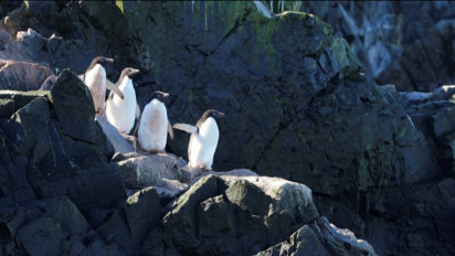 Peneliti Ungkap Nenek Moyang Penguin Ternyata Bisa Terbang