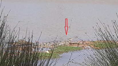 Warga Tanjungpinang Resah Kemunculan Buaya di Kolam Resapan Air