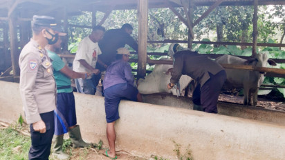 Cegah Wabah PMK, 153 Hewan Ternak Sapi di Pesawaran Lampung Disuntik Vaksin