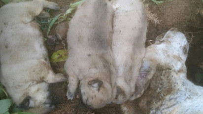 Viral dan Bikin Sedih! Induk dan 4 Anak Anjing Dikubur Hidup-hidup di Ruteng NTT, Koalisi Perlindungan Hewan Buru Pelaku