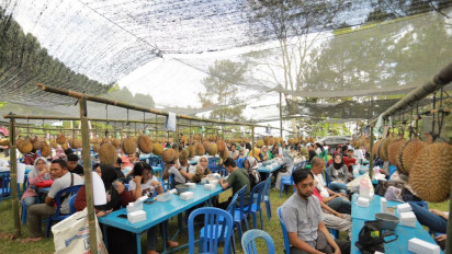 Perkenalkan Desa Sentra Durian, 900 Buah Durian Dibagikan Gratis