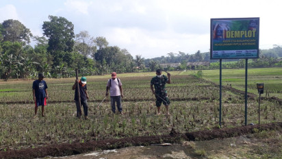 Personel TNI AD di Banjarnegara Tanam Jagung di Lahan Kosong 2 Hektar, Hasilnya untuk Warga