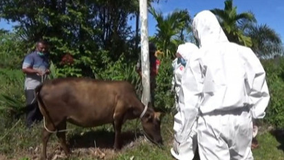 Cegah PMK, 1.000 Ekor Hewan Ternak di Kabupaten Aceh Barat Daya Disuntik Vaksin Aftopor
