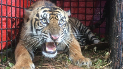 Seekor Harimau Sumatera yang Resahkan Warga Aceh Selatan Masuk Perangkap BKSDA