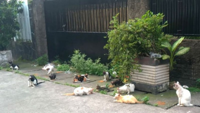 Sudin KPKP Jaksel Tangkapi Hewan Liar Aantisipasi Penyebaran dari Penyakit Cacar Monyet