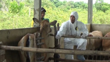 879 dari 1.838 Ekor Sapi Milik Peternak di Riau Sembuh dari PMK
