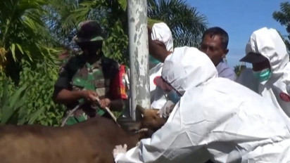 Terinfeksi PMK, 251 Hewan Sembuh Dua Ekor Mati di Kabupaten Aceh Barat Daya