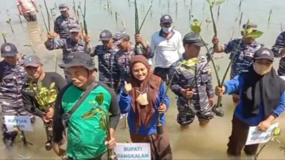 Hari Mangrove Sedunia, Sejumlah Personel TNI AL dan Relawan Tanam Ribuan Pohon Mangrove di Bibir Pantai