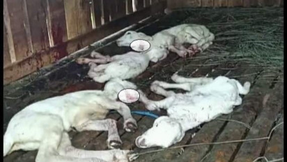 Sadis Ulah Maling Kambing di Banyumas, 10 Ekor Dibawa Kabur, 5 Disembelih