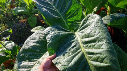 Abu Vulkanik Gunung Raung Jadi Penyebab Petani Tembakau Gagal Panen