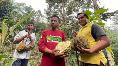 Menikmati Durian Dugong Kebumen, Petik Langsung dari Pohon Berusia 70 Tahun di Hutan