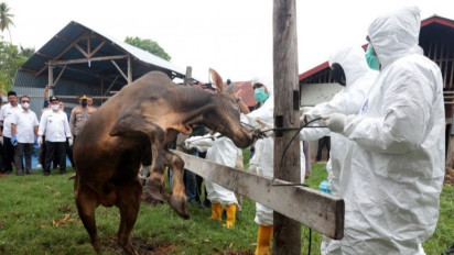 Satgas: Petugas Pemberi Vaksin PMK Wajib Gunakan APD