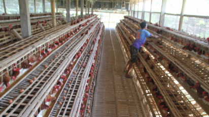 Berhenti Jadi Karyawan Pabrik, Kini Sukses Jadi Peternak Ayam Petelur Sehari Dapat Sejuta Lebih