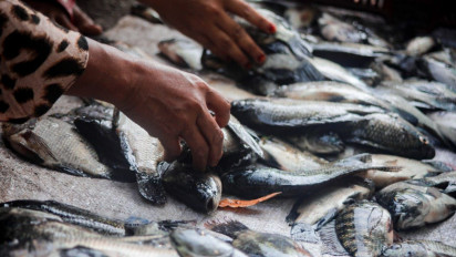 Fenomena Koyo, Ribuan Ikan di Ranu Klakah Lumajang Mabuk, Warga Rebutan Tangkap Ikan