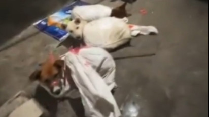 Rumah Jagal Anjing di Surabaya Digrebek Pecinta Satwa, Sudah Beroperasi Puluhan Tahun: Anjing Dipukul dan Dibakar Hidup-hidup