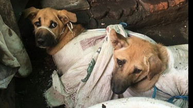 Sadis Bener..! Sebuah Rumah Jagal Anjing yang Akan Diolah Menjadi Makanan Siap Saji Digrebek di Surabaya