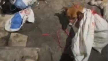 Sudah Beroperasi 40 Tahun, Rumah Jagal Ini Tak Hanya Memotong Anjing Tetapi Biawak dan Ular Untuk Dikonsumsi