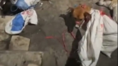 Sudah Beroperasi 40 Tahun, Rumah Jagal Ini Tak Hanya Memotong Anjing Tetapi Biawak dan Ular Untuk Dikonsumsi