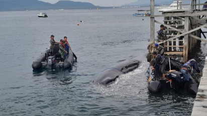 Bikin Geger, Paus Bungkuk Terdampar di Barat Selat Bali, Warga Mencoba Evakuasi