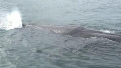 Penampakan Paus Terdampar di Pantai Bulusan, Nyasar dari Kutub Utara ke Banyuwangi