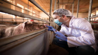 Peneliti China Prediksi Susu Babi Jadi Konsumsi Manusia Sehari-hari di Masa Mendatang