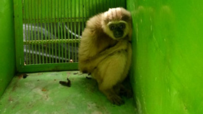 Sempat Serang Anak Kecil, BKSDA Kalimantan Timur Amankan Seekor Owa Jantan