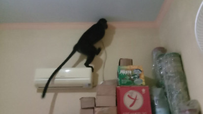 Lutung Masuk Kamar Warga di Cirebon, Diduga Peliharaan yang Lepas