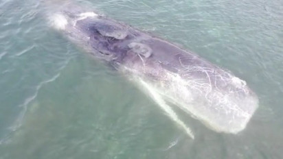Sebelum  Dikubur, Paus yang Terdampar di Selat Bali akan Diautopsi