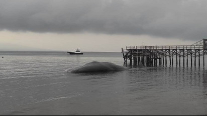 Ini Kepercayaan Nelayan Banyuwangi Jika Ada Paus Terdampar