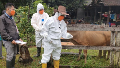 Berantas Penyakit Mulut dan Kuku (PMK), Indonesia Dapat Bantuan dari FAO dan Australia