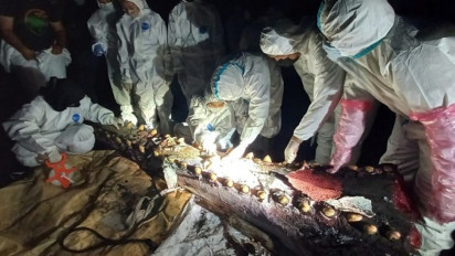 Bangkai Paus Sperma Diautopsi, Dokter Hewan Cek Usia dan Penyebab Kematian