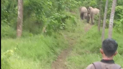 Rombongan Gajah Liar Rusak Belasan Hektar Perkebunan Warga Peunaron