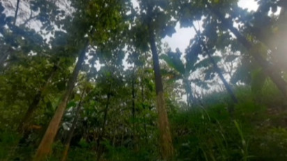 Petani Hutan Rakyat Bisa Dapat Pinjaman Modal Usaha, Pohon Bisa Jadi Jaminannya