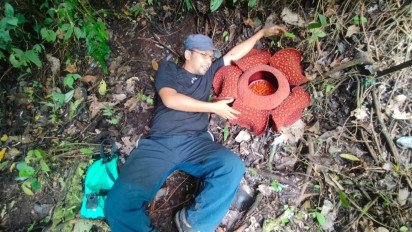 Bunga Raflesia Arnoldi Mekar Indah di Cagar Alam Palupuah Sumatera Barat
