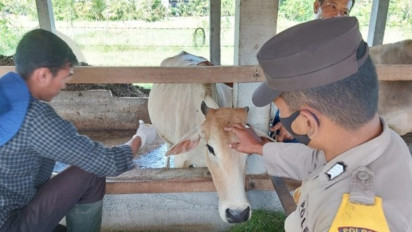 2052 Ternak Di Aceh Barat Sembuh Dari PMK, 144 Masih dalam Perawatan