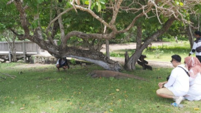Naikkan Harga Tiket Masuk Pulau Komodo, Peneliti Minta Pemerintah Sosialisasikan Bersama Masyarakat Taman Nasional