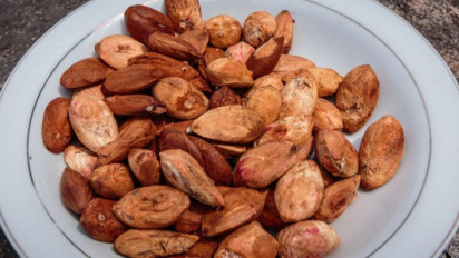 Serba Serbi Kenari Maluku yang Bisa Diolah Jadi Beragam Makanan