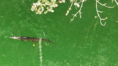 Basarnas Ternate Kesulitan Mengevakuasi Jenazah Korban Karena Buaya Masih Berkeliaran