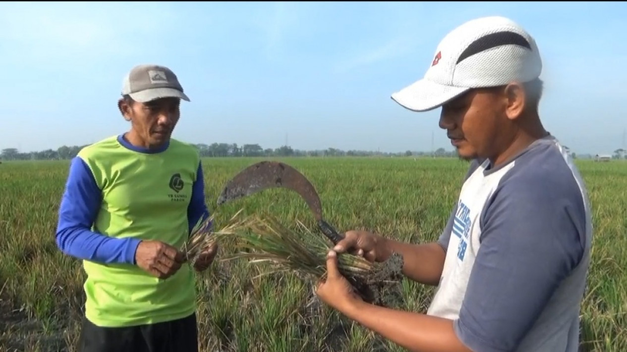 Diserang Hama Wereng, Hektaran Padi Alami Gagal Panen
            - galeri foto