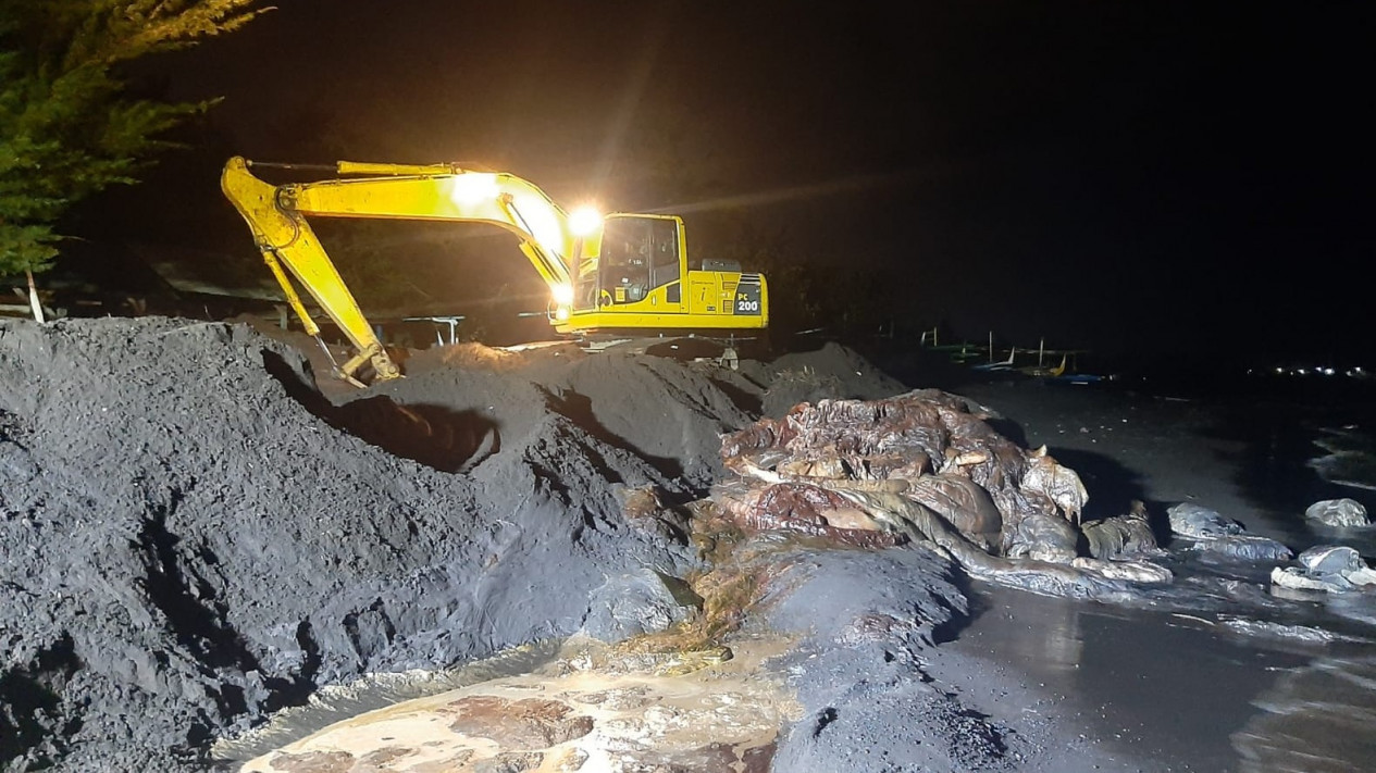 Hampir Seminggu Gagal, Bangkai Paus yang Terdampar di Banyuwangi Akhirnya Berhasil Dikubur
            - galeri foto