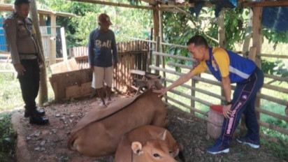 Wabah PMK Kian Merebak, Ratusan Ternak Di Kabupaten Sijunjung Terinfeksi