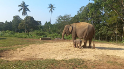 Gajah Sumatera Melahirkan Bayi Jantan di Taman Satwa Lembah Hijau